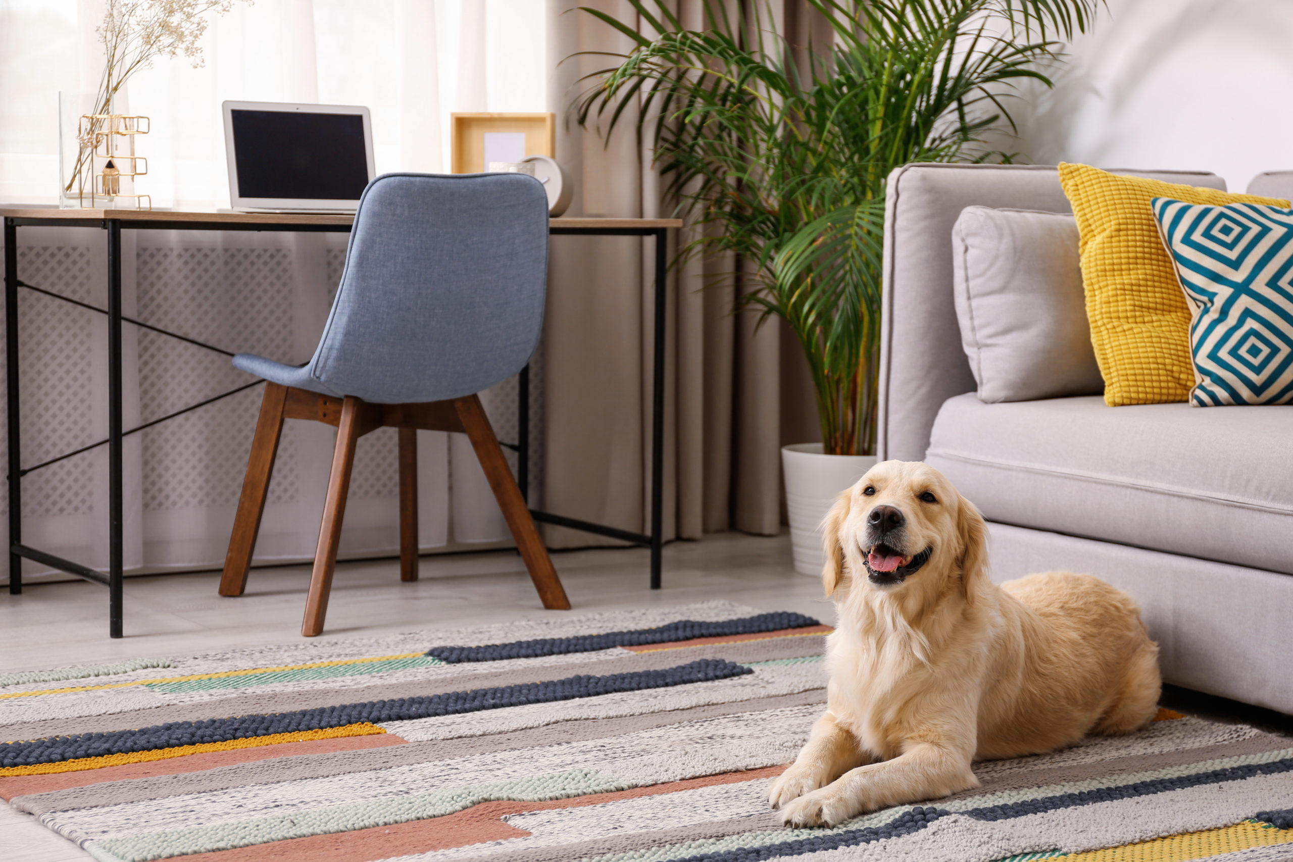 Modern living room interior. Cute Golden Labrador Retriever near couch Springfield IL